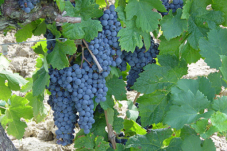 Druvor till vin